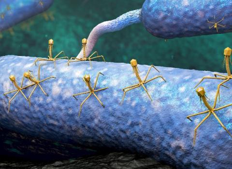 Phages